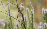 Marsh Warbler