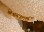 Duvaucelia plebeia