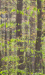 SPRING BEECH #2 -BACKUS WOODS