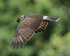 Juvenile Snail Kite flying, Panama