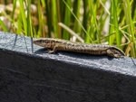 Common Lizard