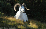 Dall sheep.