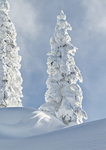 Winter - 29