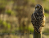 SHORT EARED OWL / REF SEO 9