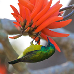 Collared Sunbird (male) hanging upside from an orange flower