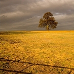 Lone-Tree-Exeter-1