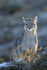 Puma near Torres del Paine National Park, Chile