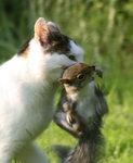 520 Cat and Squirrel