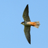 Hobby in flight, Otmoor RSPB