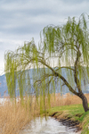 Willow