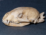 badger Meles meles-2386