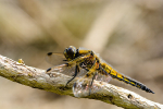 Male Four spot chaser