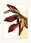Christmas Tulips 3
