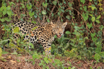 Female Jaguar cub standing still, Rio Sao Lourenco, Brazil