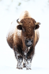 Bison with twisted horns, Yellowstone National Park
