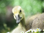 Gosling