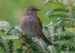 Dunnock