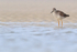Greater Yellowlegs low angle shot, Fort De Soto, Florida