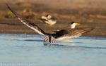 Black skimmer fishing