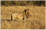 Simba 2