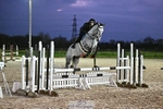 90-95cm Arena Eventing portfolio