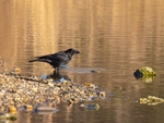 Carrion Crow