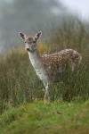 FALLOW DEER, Isle of Mull ref fd 3c