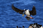 Imperial Shag approach to colony, Carcass Island, Falklands