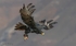 Verraux's Eagle