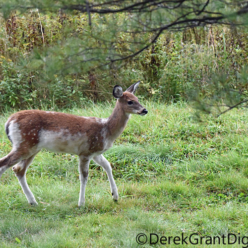 A rare piebald fawn.