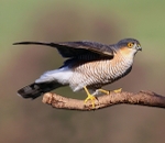 Sparrowhawk