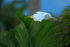 Cattle Egret in flight, Kauai