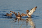 Gadwall