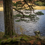 Blea Tarn Pine