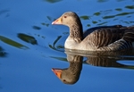 Greylag Goose