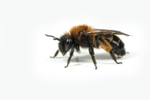 Andrena bicolor (f)