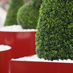Box Topiary