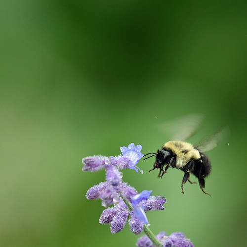Bombus in flight