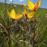 Wild Tulips (Tulipa australis  also T. sylvestris ssp australis) growing above  the Piano Grande