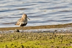 Waders portfolio