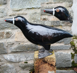 Juvenile Rook
