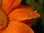 Macro Gazania After Rain