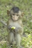 Macaque Monkey (youngster) - Thailand