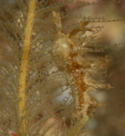Lomanotus marmoratus