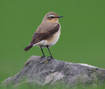 Northern Wheatear