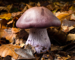 Wood Blewit