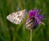FEMALE MARBLED WHITE 11  a 12