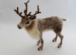 Reindeer.