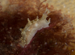 Duvaucelia plebeia