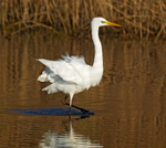 Great White Egret - Ardea alba